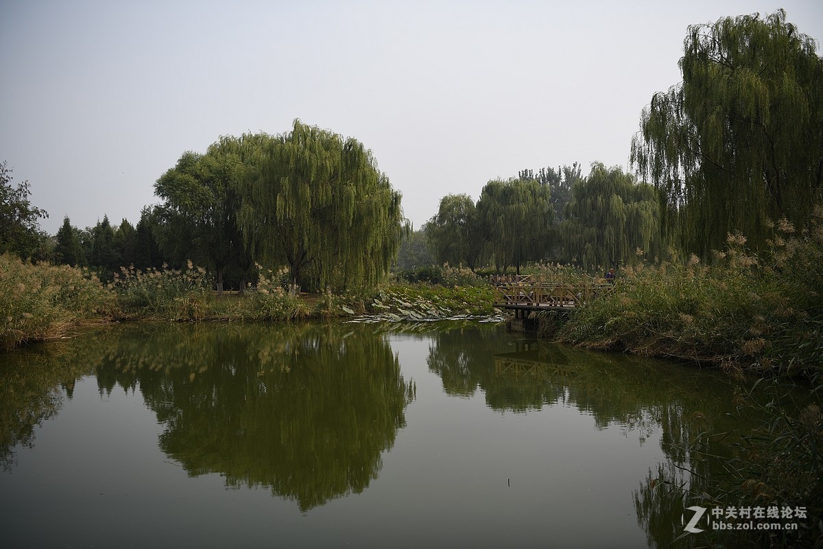 D850试机——大运河森林公园