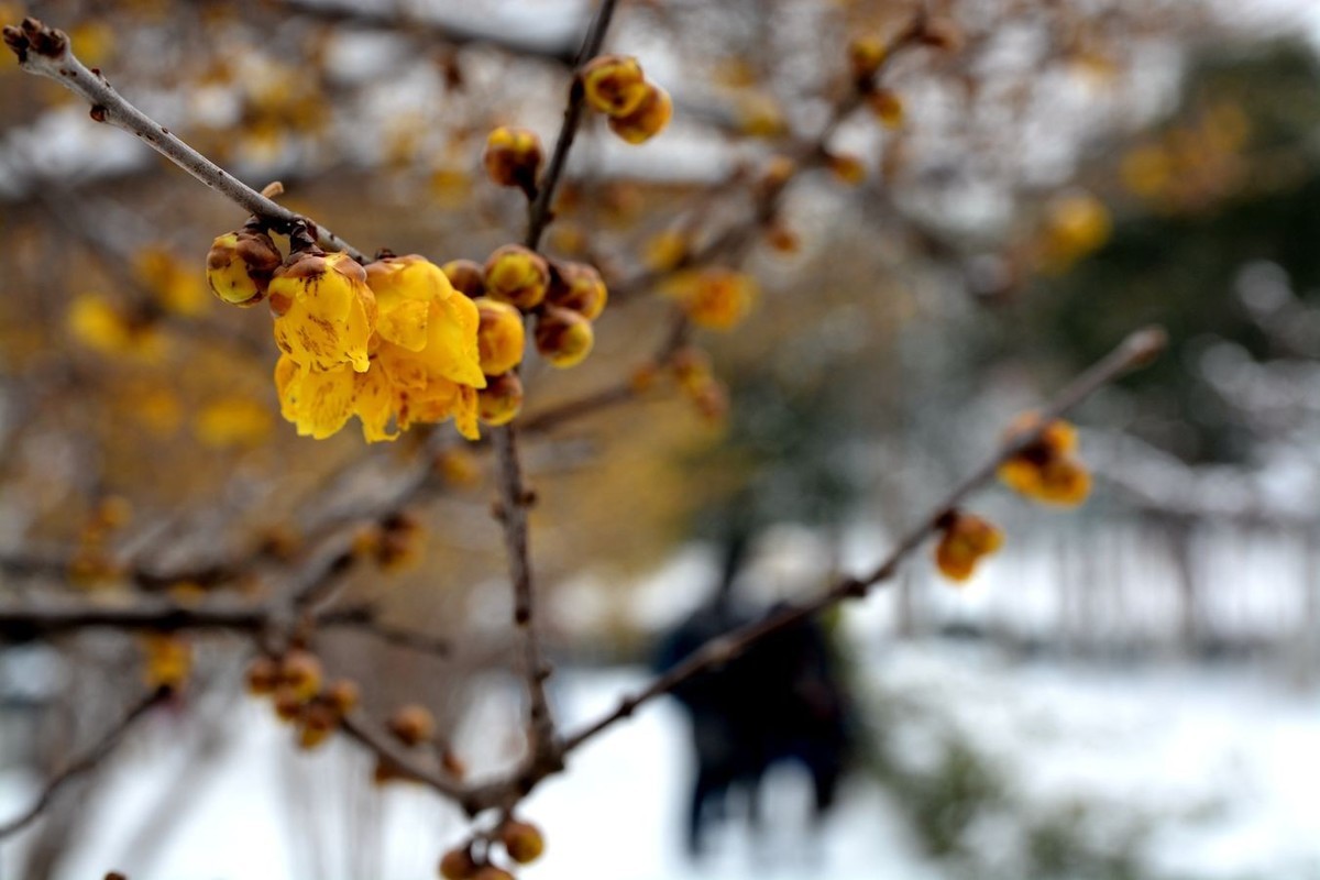 雪后看梅
