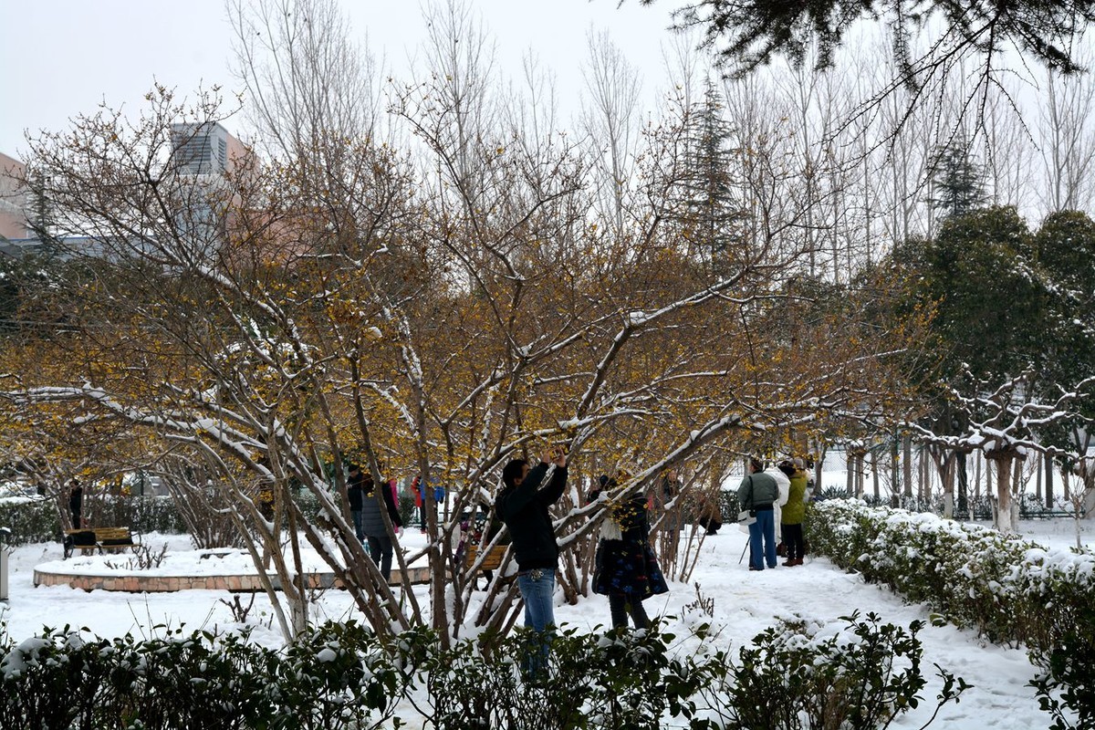 雪后看梅
