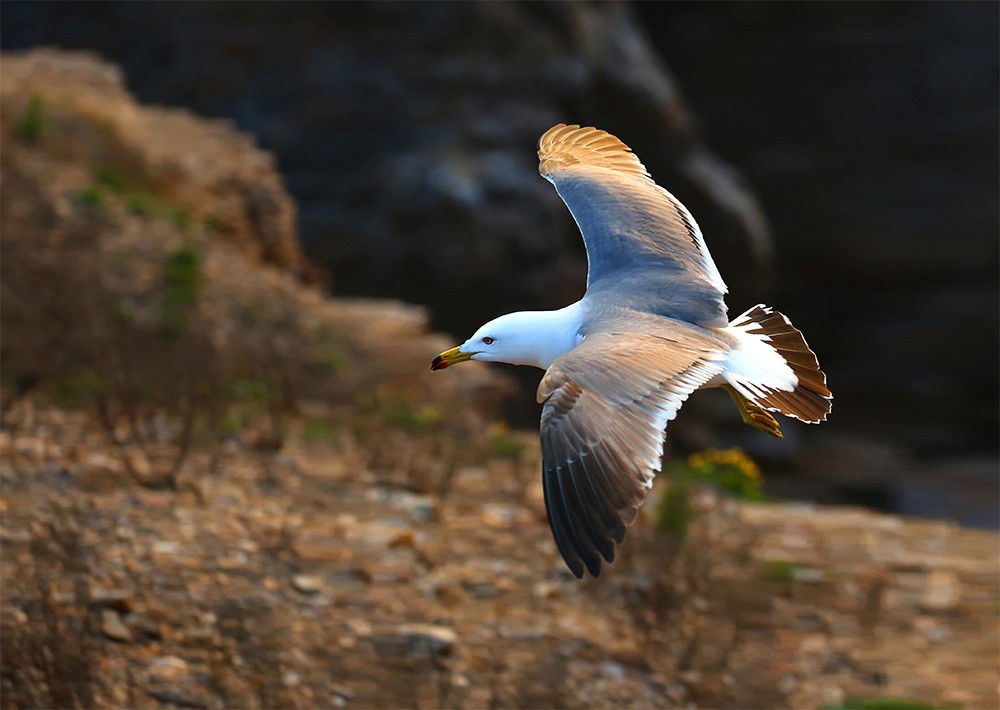 海驴岛—黑尾鸥的飞姿