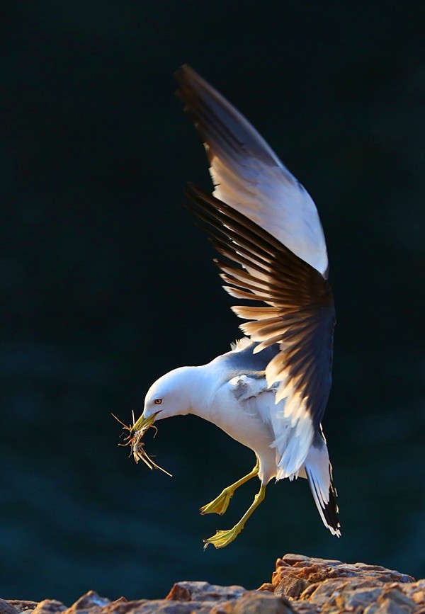 海驴岛—黑尾鸥的飞姿