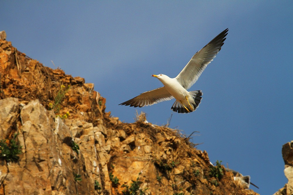 海驴岛—黑尾鸥的飞姿