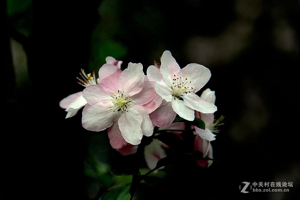 180616-西府海棠花-5