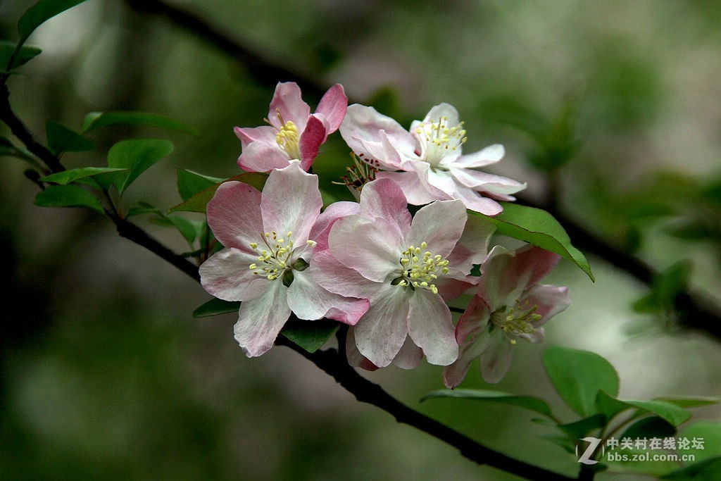 180616-西府海棠花-5