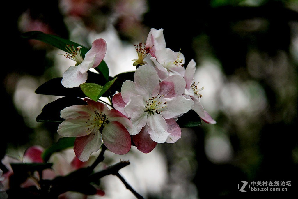 180616-西府海棠花-5