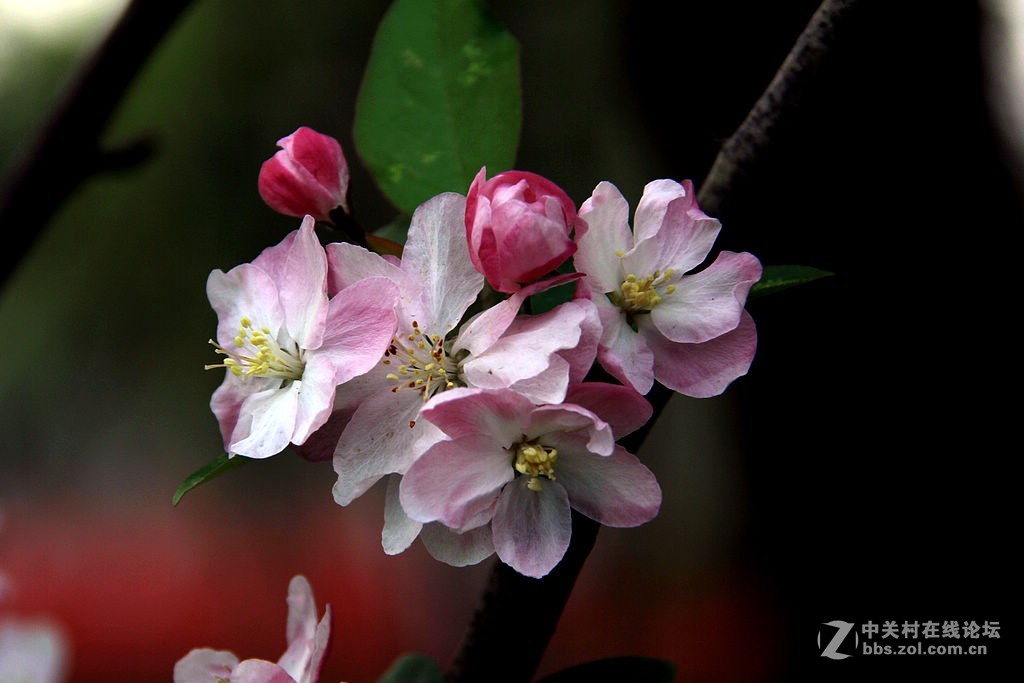 180616-西府海棠花-5