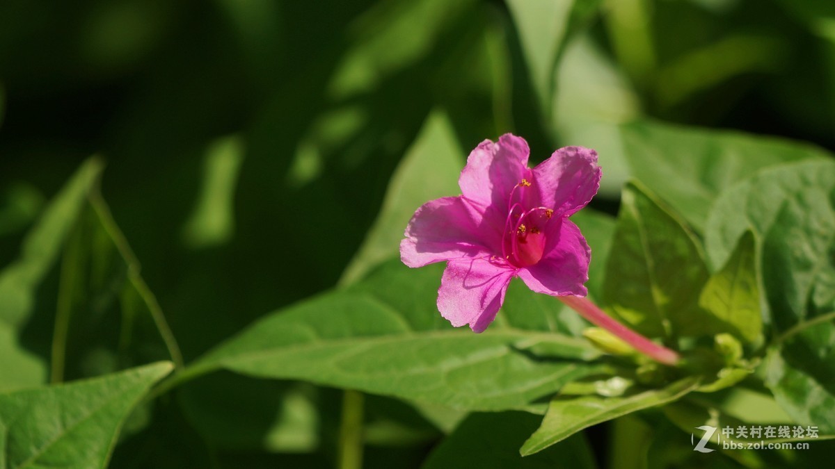 烟粉豆花节日快乐