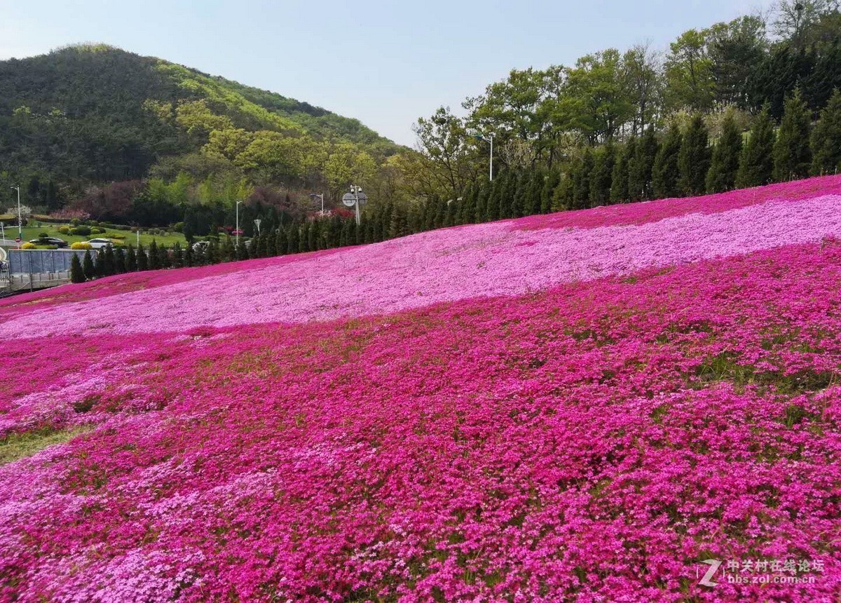 大連棒棰島芝櫻花海