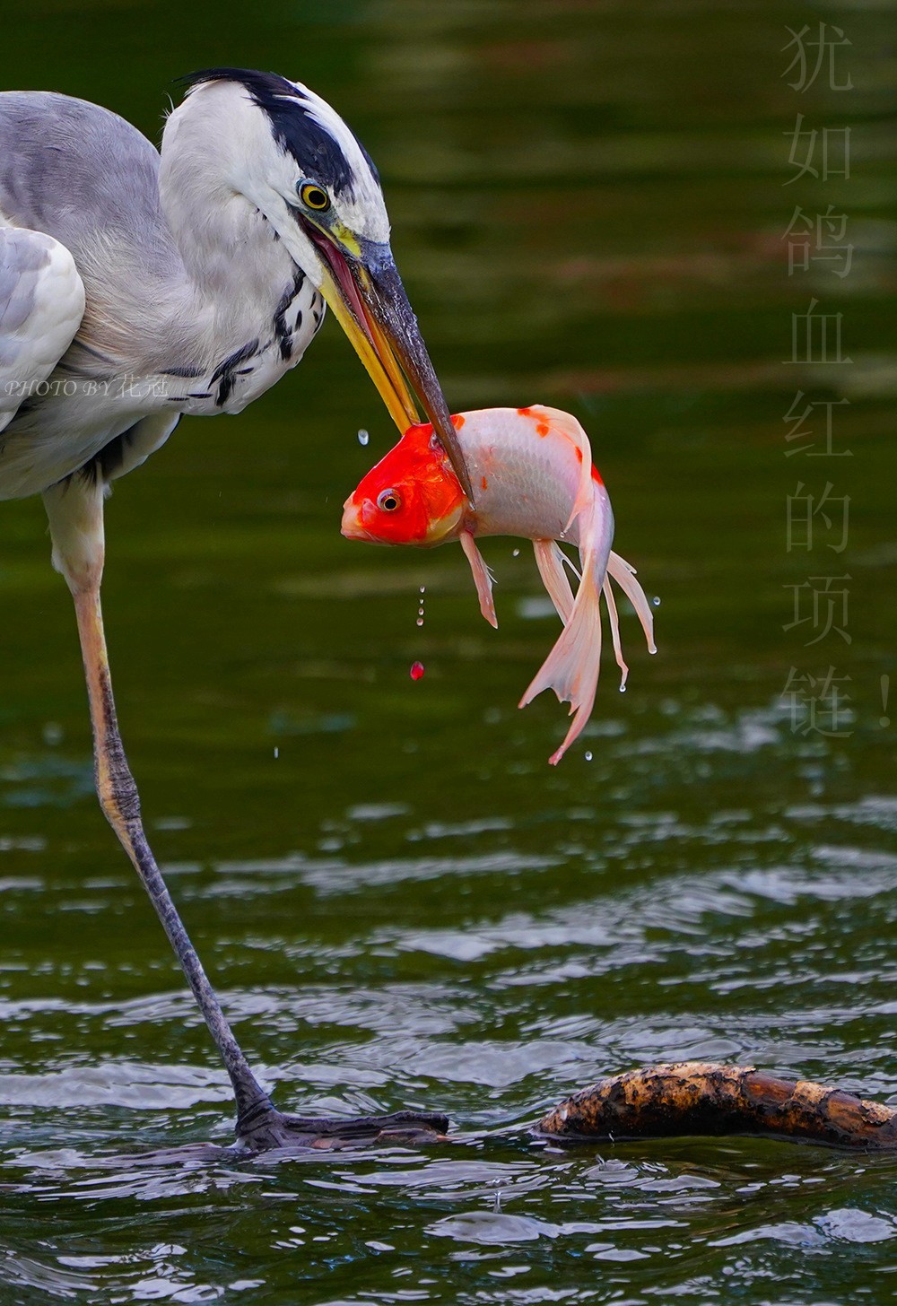 犹如鸽血红的项链！