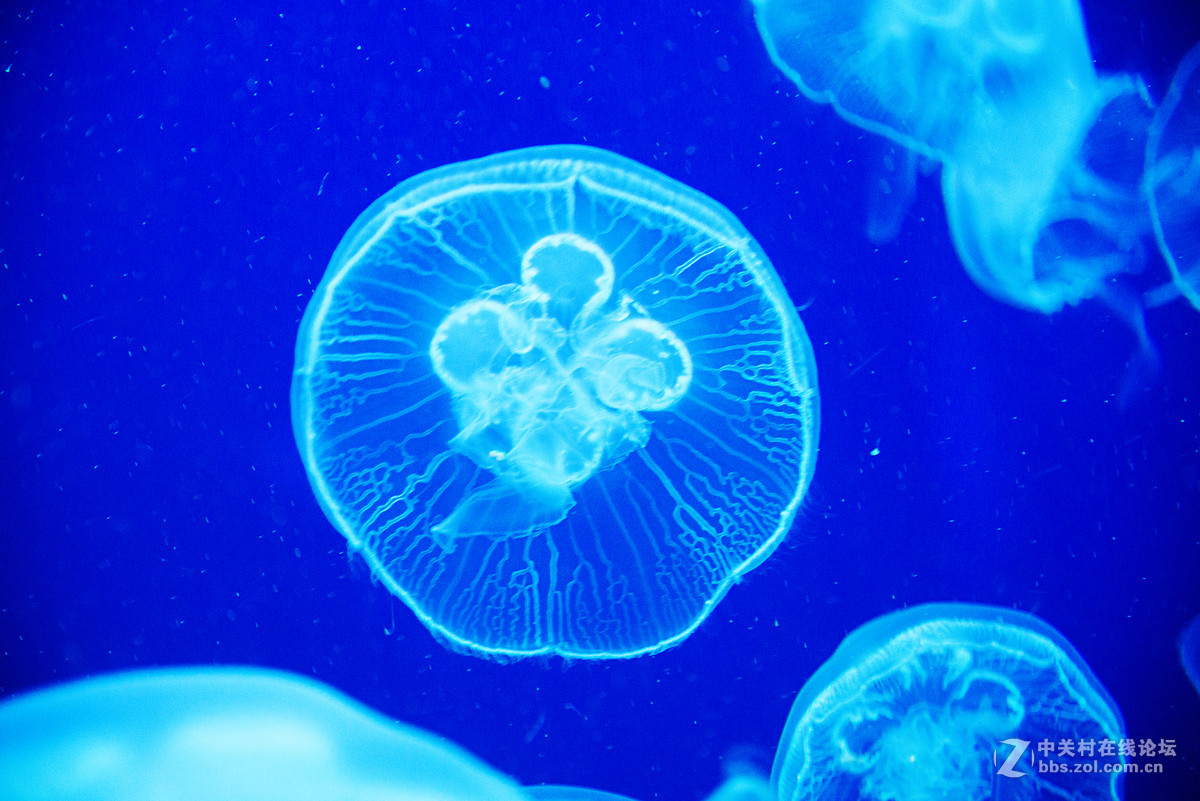 珠海海洋王国鲸鲨馆-水母