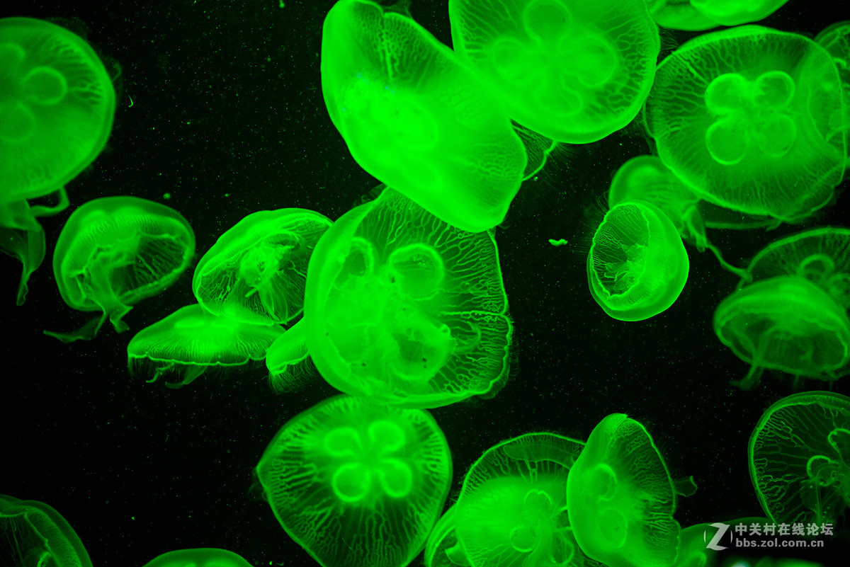 珠海海洋王国鲸鲨馆-水母