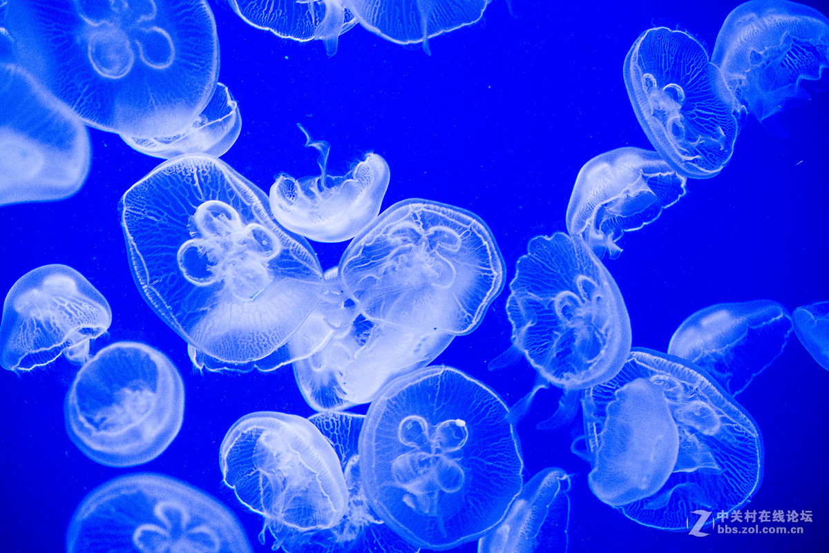 珠海海洋王国鲸鲨馆-水母