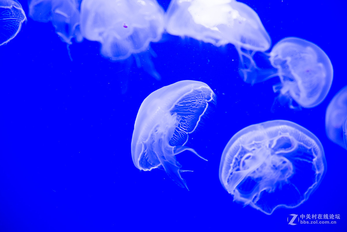 珠海海洋王国鲸鲨馆-水母
