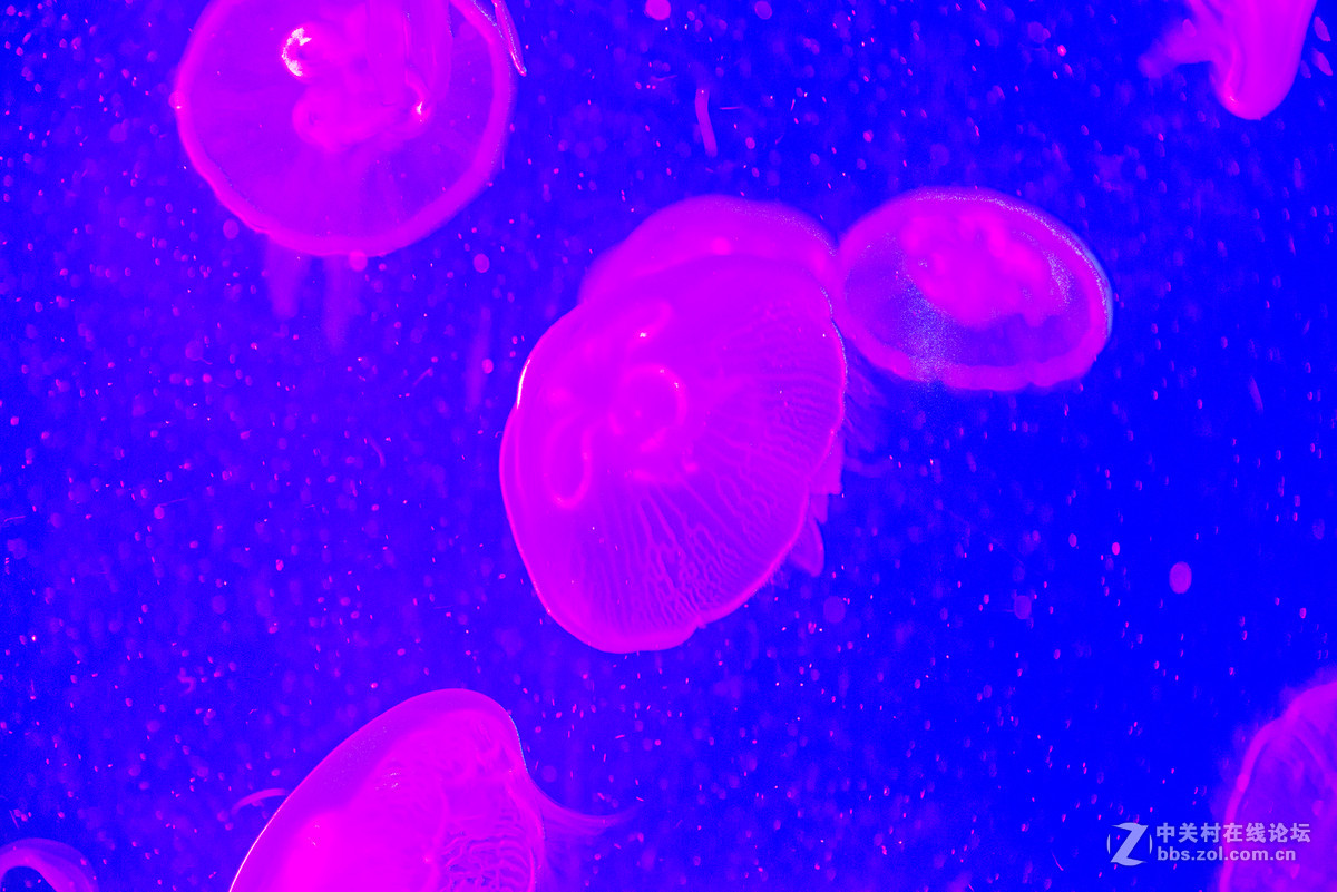 珠海海洋王国鲸鲨馆-水母