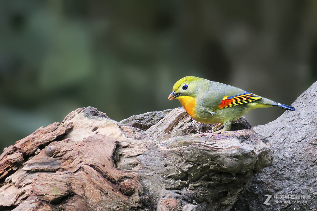 红嘴相思（二）