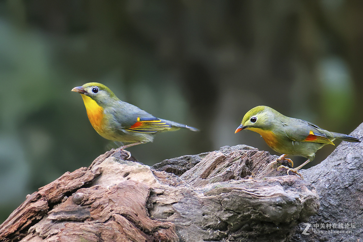 红嘴相思（二）