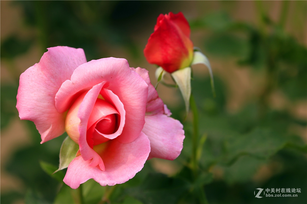 植物园月季花2.