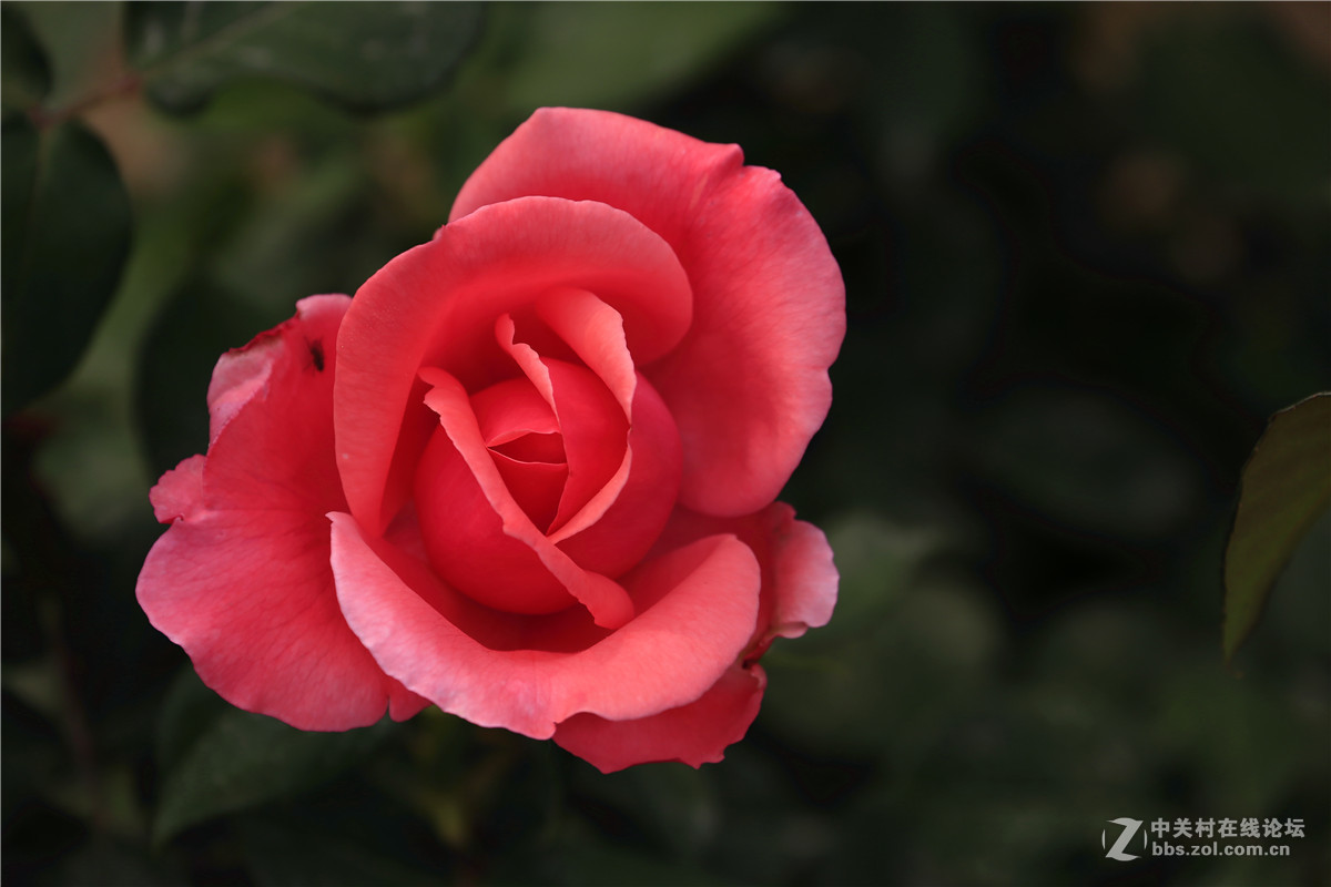 植物园月季花2.