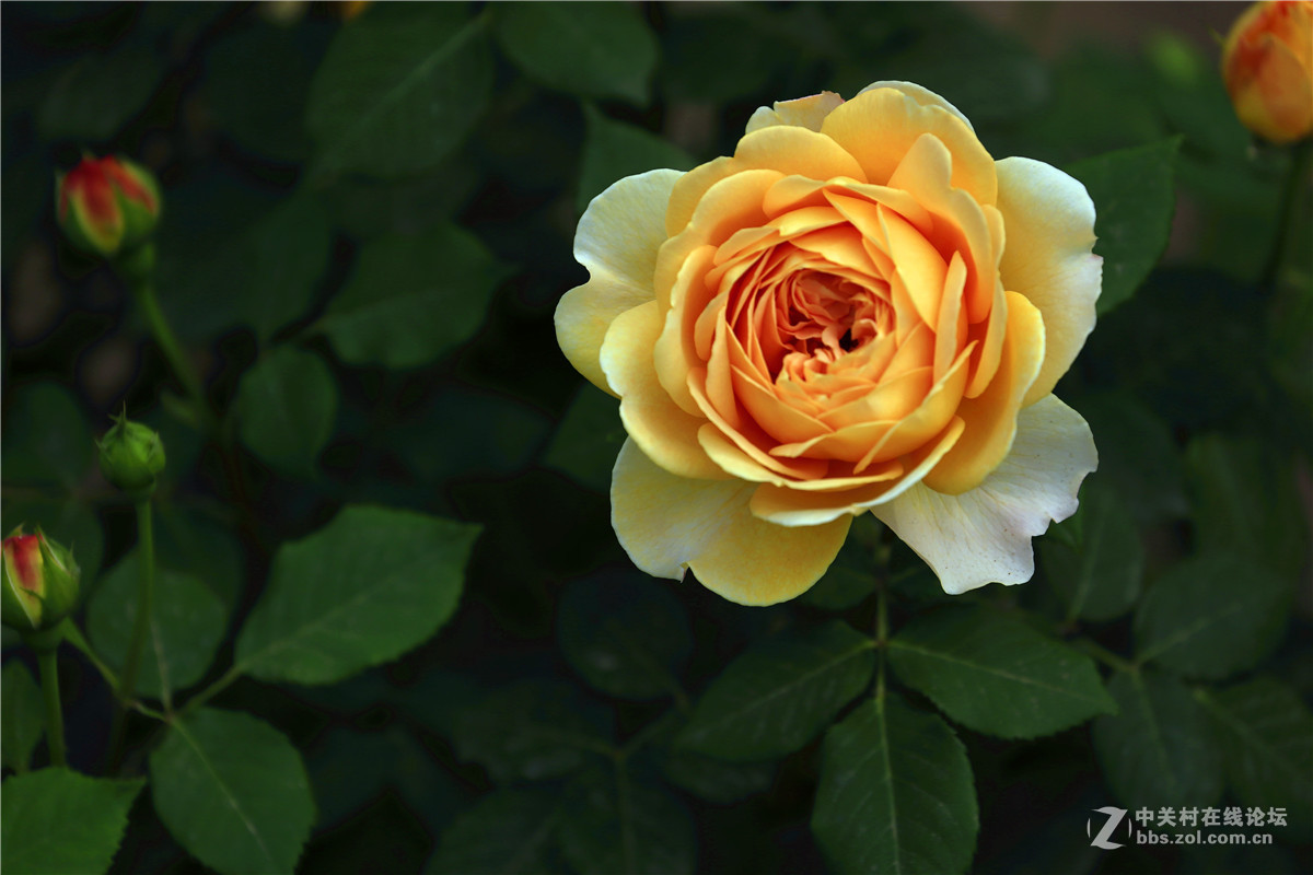 植物园月季花2.