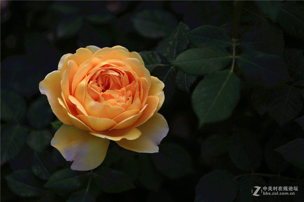 植物园月季花2.