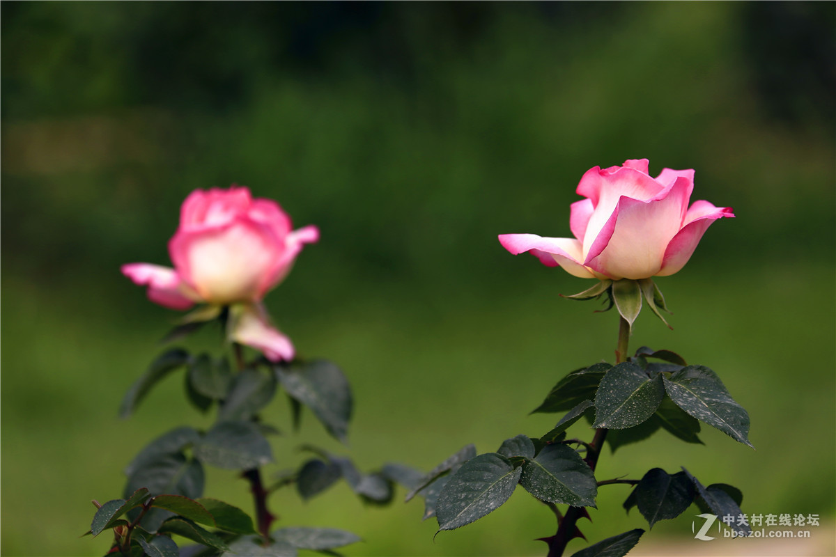 植物园月季花2.