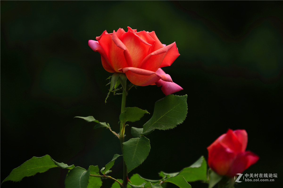 植物园月季花2.