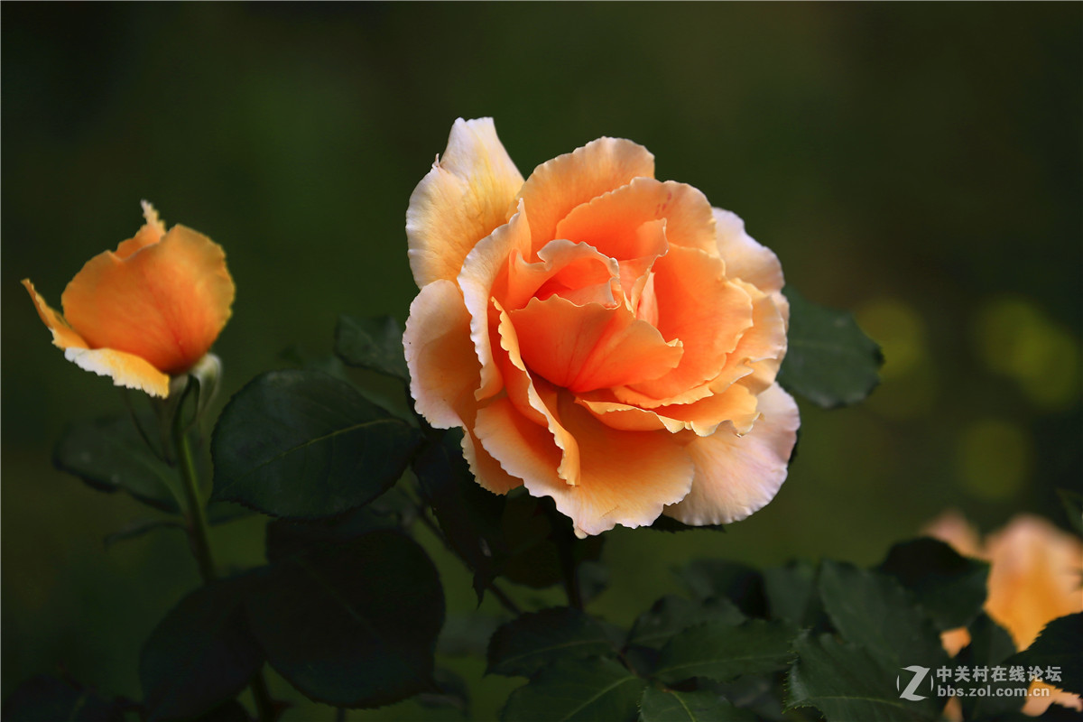 植物园月季花2.