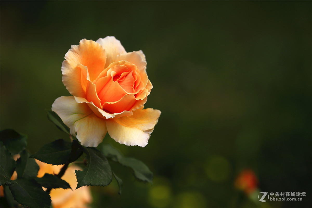 植物园月季花2.