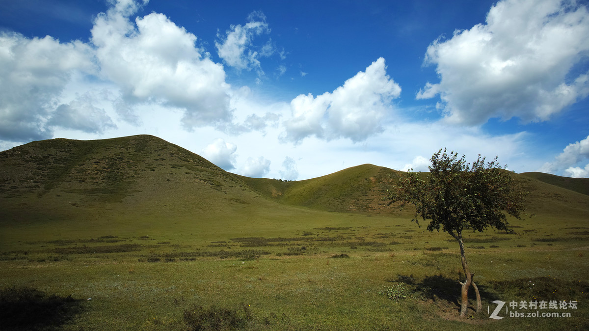 无边绿翠凭羊牧，一马飞歌醉碧宵