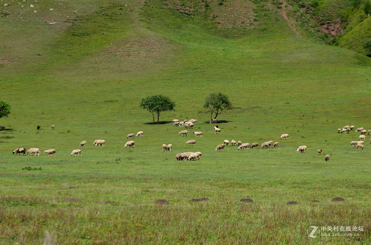 无边绿翠凭羊牧，一马飞歌醉碧宵