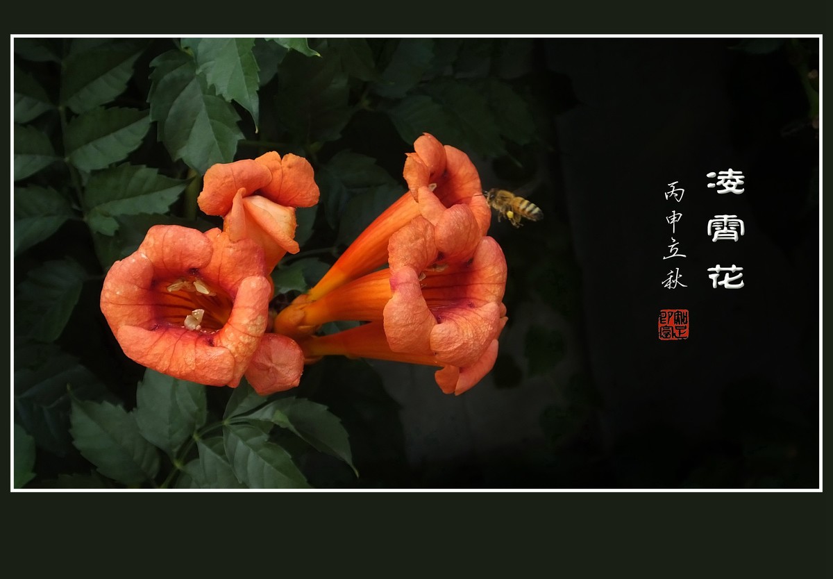 火红的凌霄花