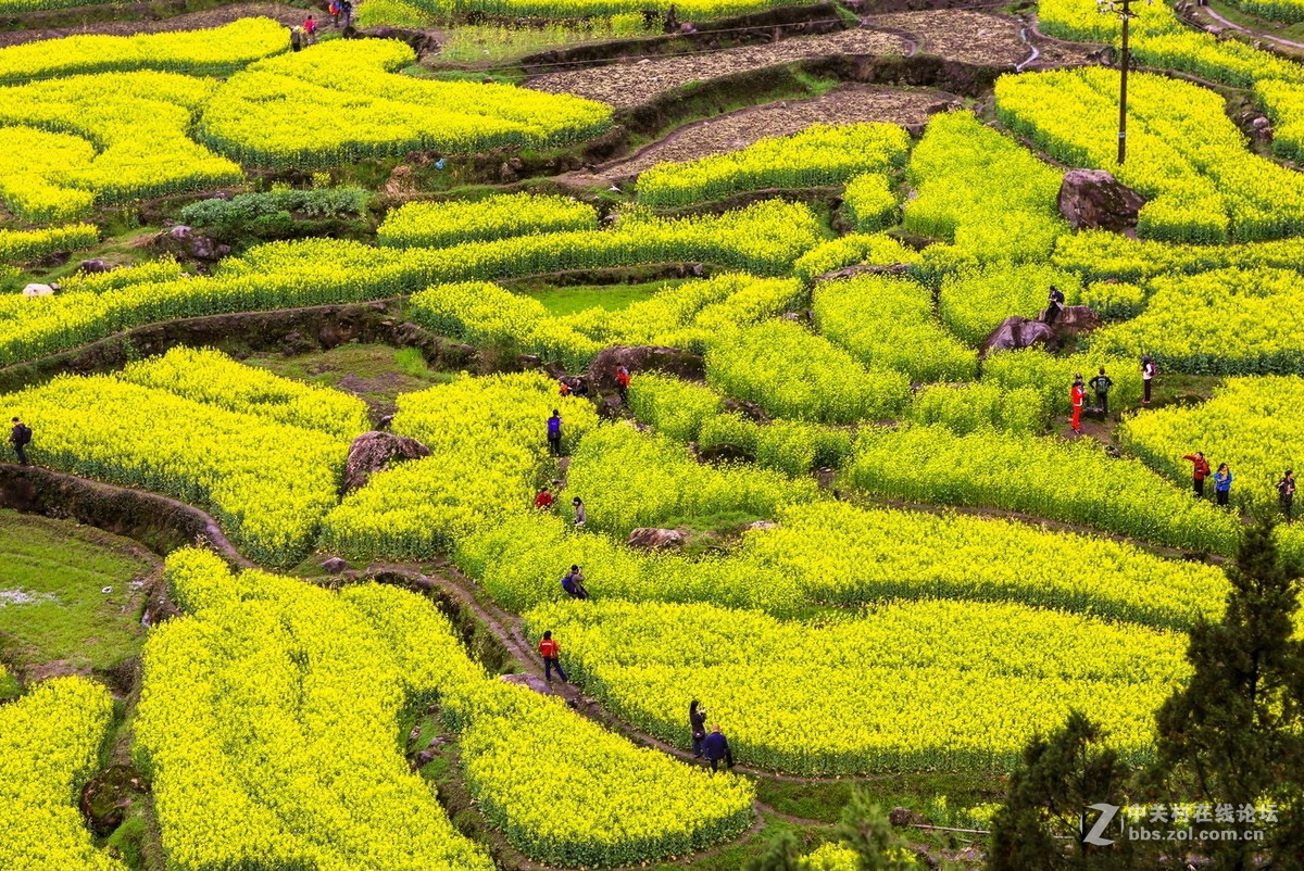 安徽绩溪家朋油菜花开01