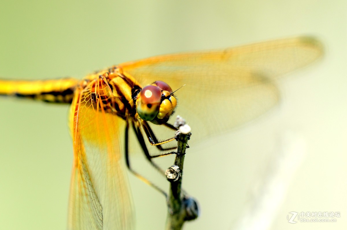 尼康70-300加近摄镜