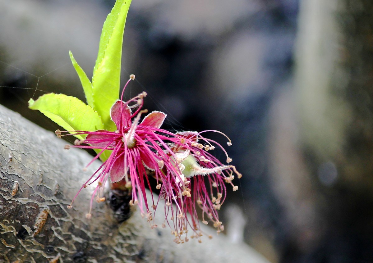 桃花凋谢后的幼果