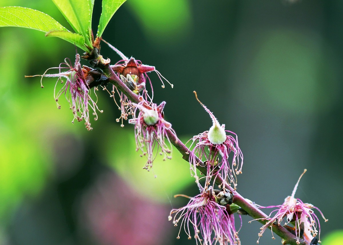 桃花凋谢后的幼果