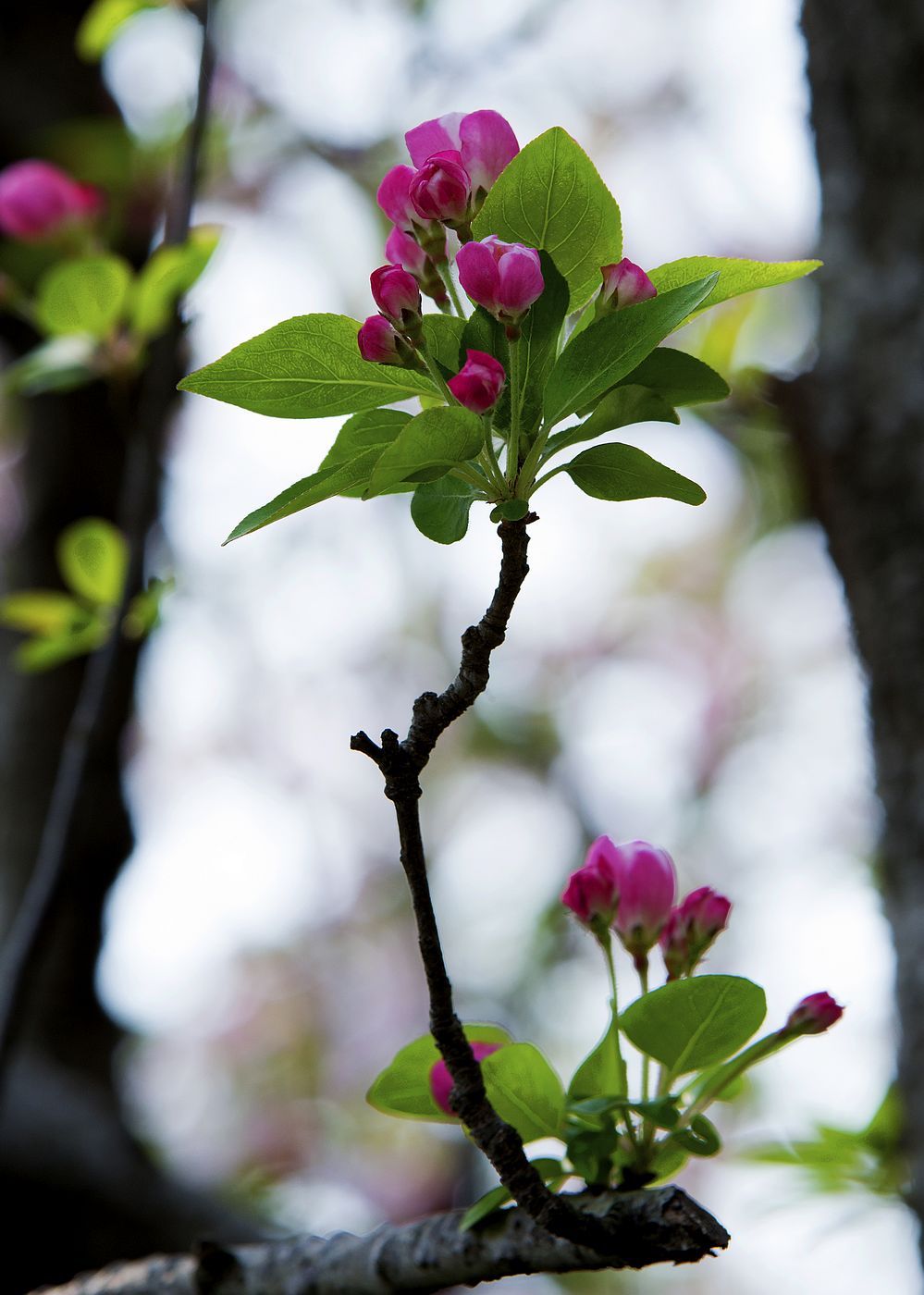 春天的莫愁湖海棠花