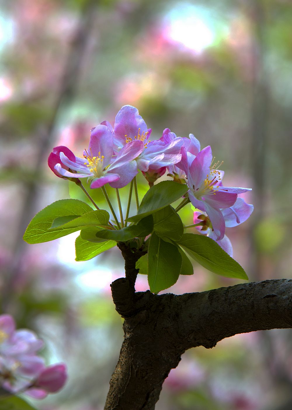 莫愁湖公园的海棠花图片