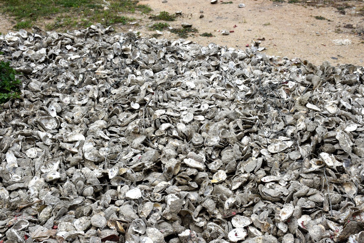 2018春节 闽粤赣（77）深澳湾的牡蛎