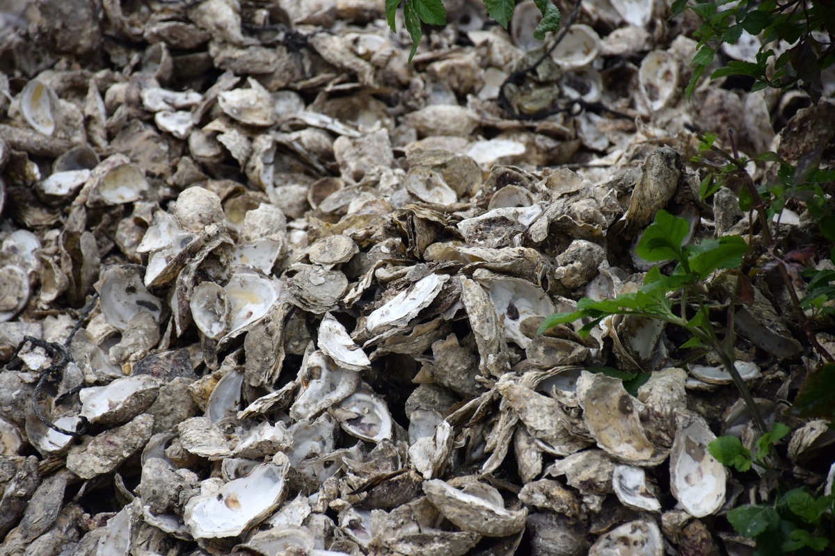 2018春节 闽粤赣（77）深澳湾的牡蛎