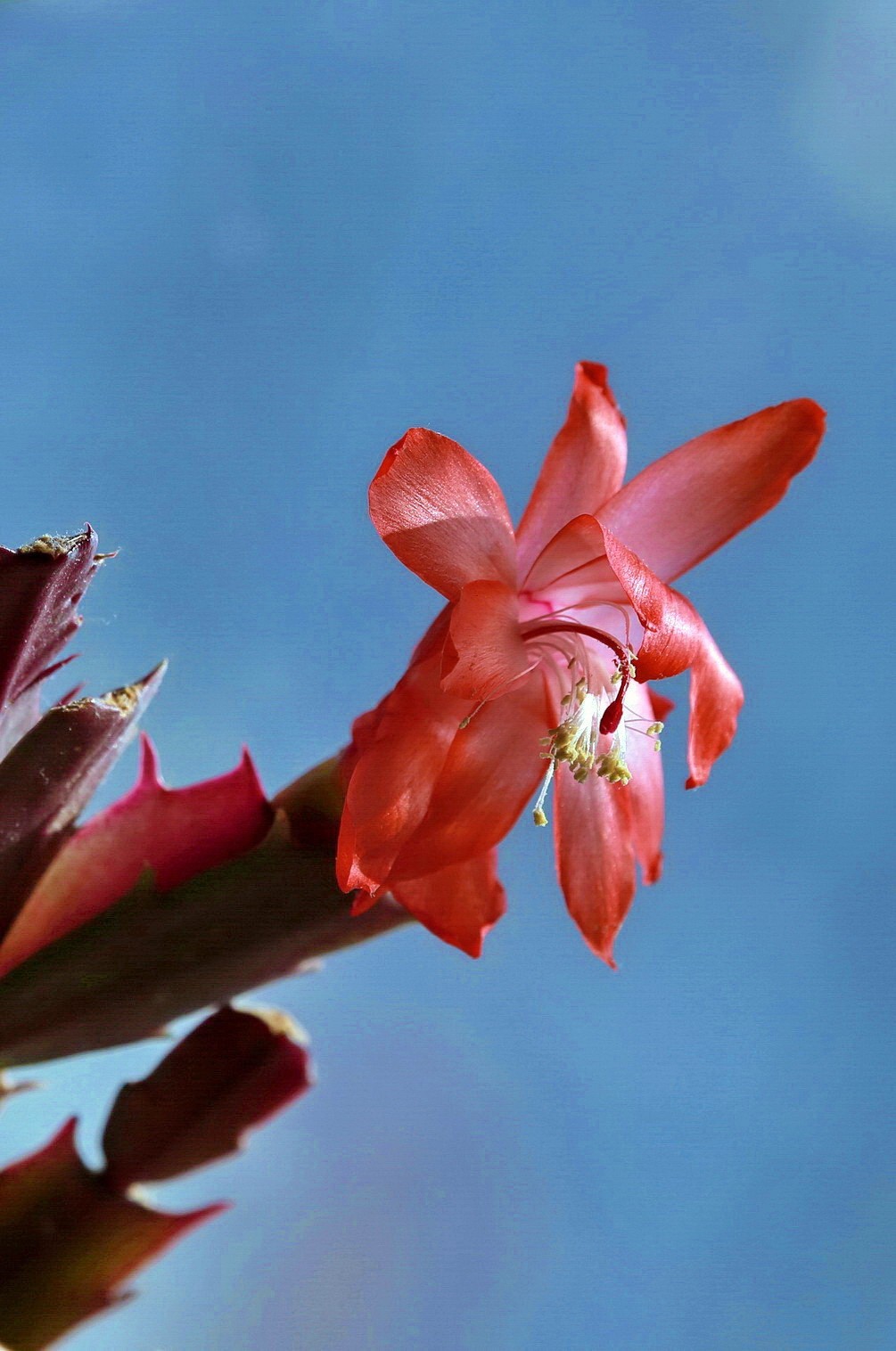 m5拍蟹爪花-中关村在线摄影论坛