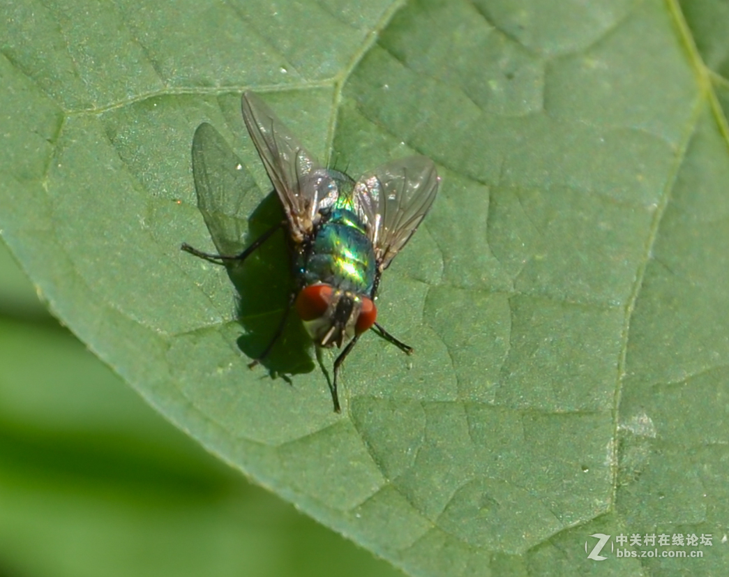 新拍部落绿蝇