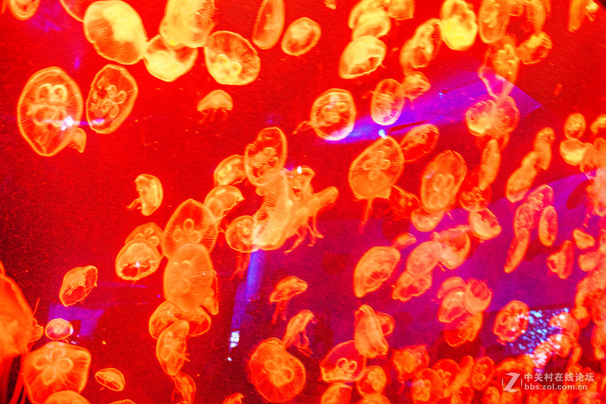 珠海海洋王国鲸鲨馆-水母