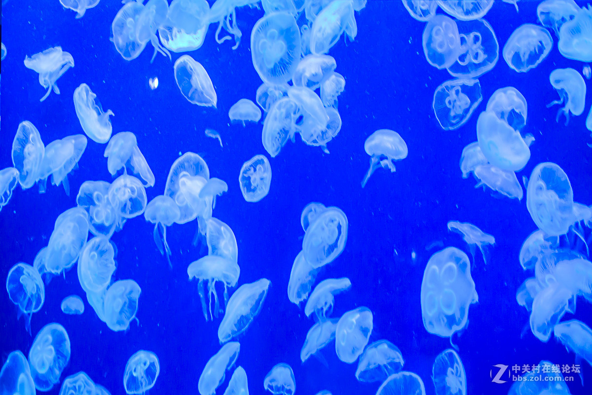 珠海海洋王国鲸鲨馆-水母