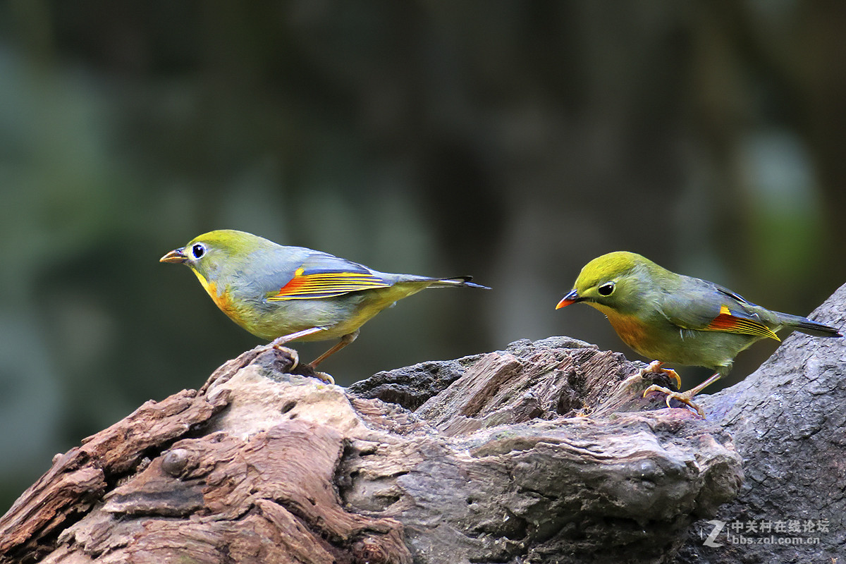 红嘴相思（二）