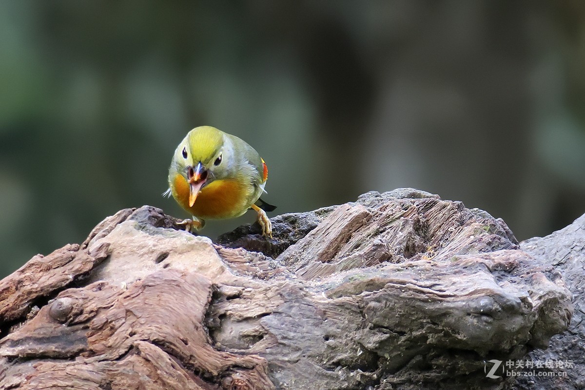 红嘴相思（二）
