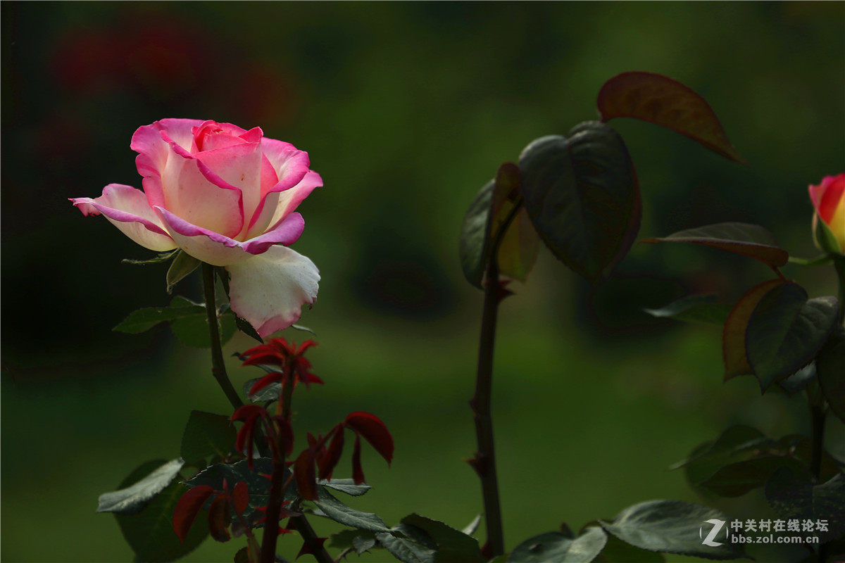 植物园月季花2.