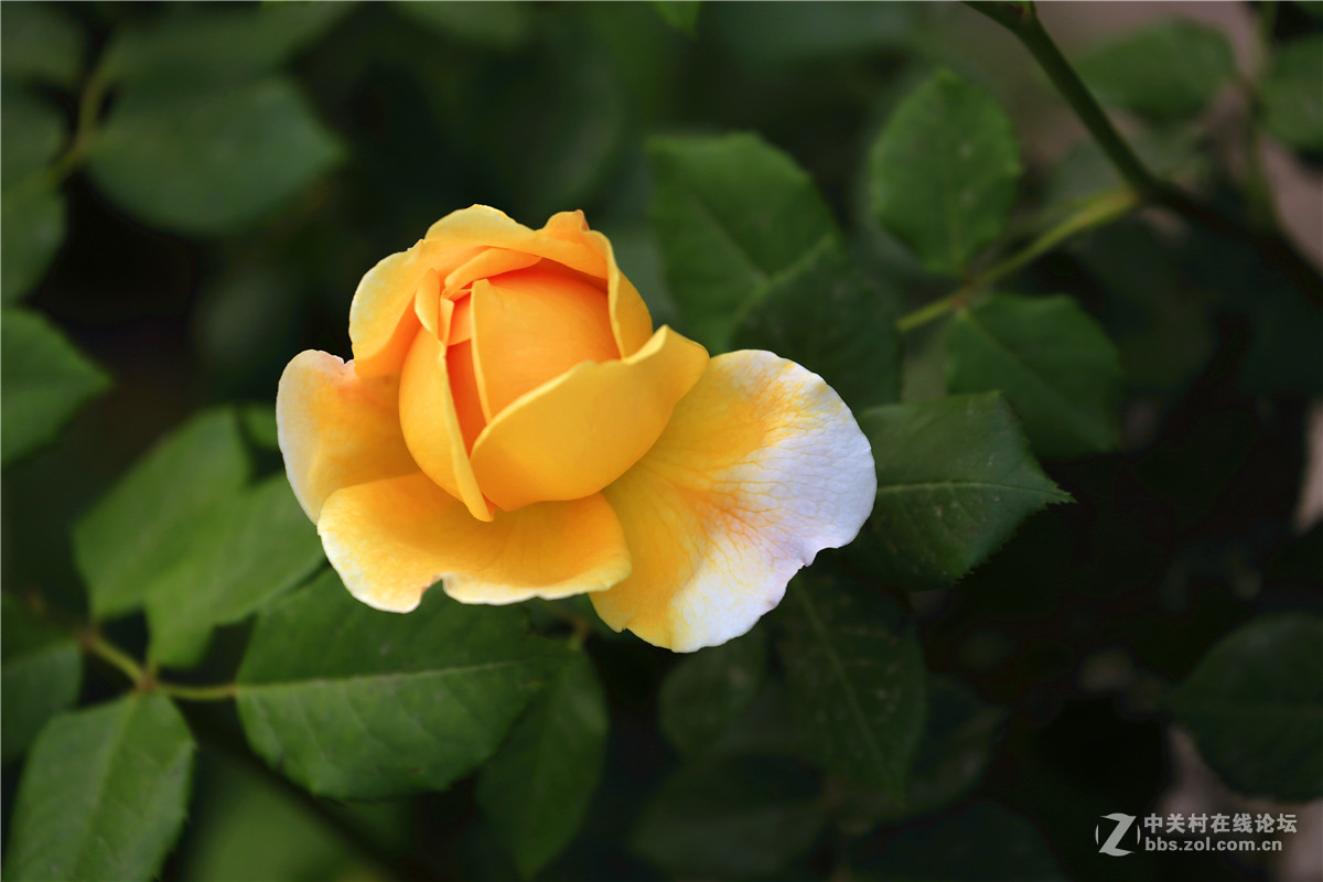 植物园月季花2.