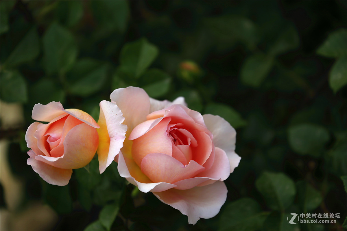 植物园月季花2.