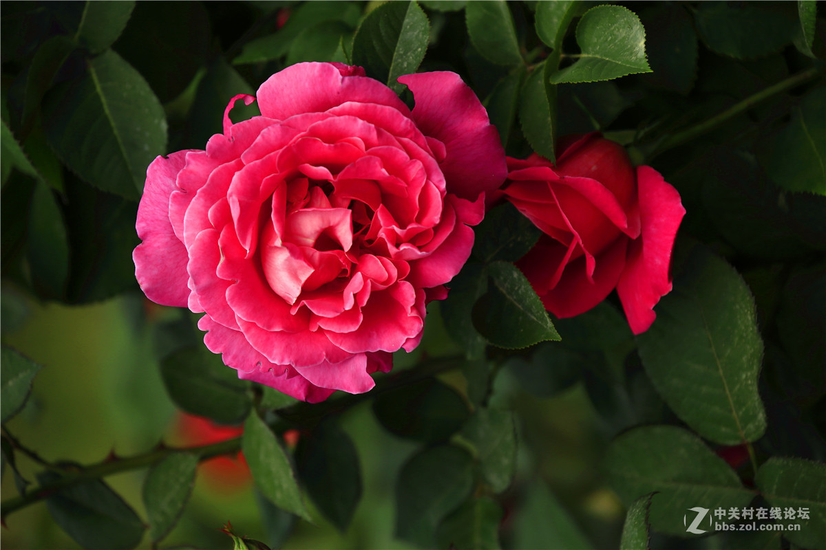 植物园月季花2.