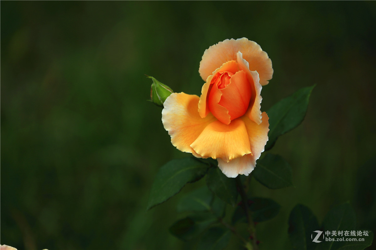 植物园月季花2.
